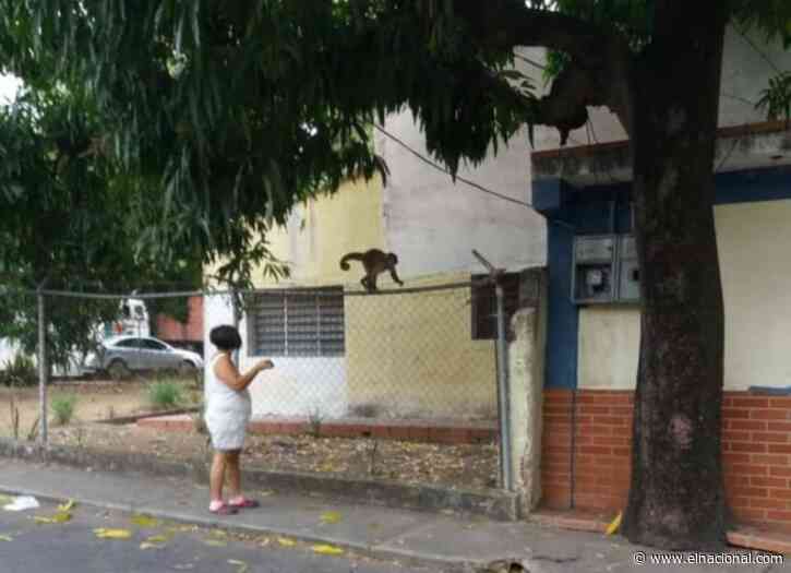 Monos del Zoológico Las Delicias se escaparon por hambre