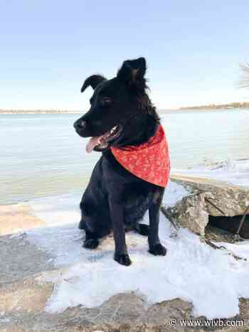 PHOTOS: National Walk Your Dog Day