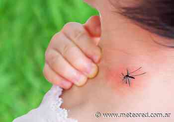 Alerta en Buenos Aires por invasión de mosquitos - Meteored.com.ar
