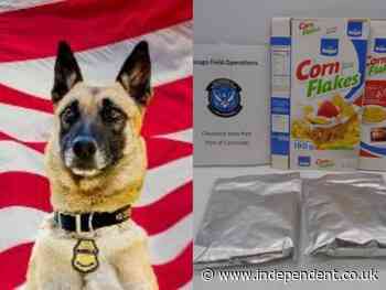 Narcotic detector dog sniffs out cocaine covered cornflakes in Ohio