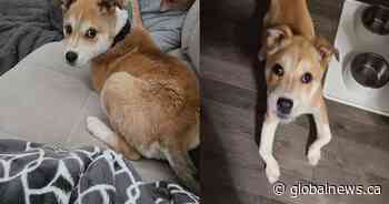 Puppy found alone in northern Saskatchewan recovering from rickets in Regina