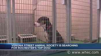Help determine Rochester's 'Top Dog'