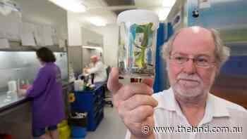 Australian scientists in search for disease resistant banana take Cavendish to next level