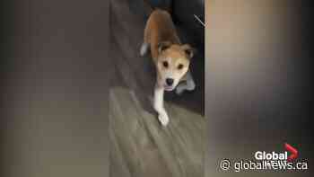 Puppy found in northern Saskatchewan recovering from rickets