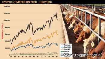 Feedlot buyers push the pedal to the metal