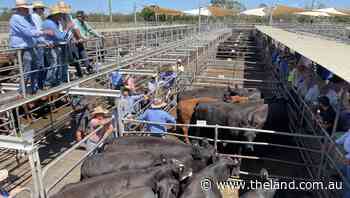 Dubbo cow/calf units sell to $3350