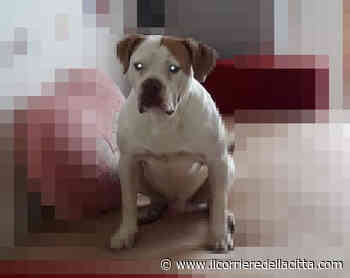 Ardea, violenta lite alle Salzare, la replica: «Il cane ha solo difeso la padrona» - Il Corriere della Città