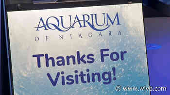 New exhibit at Aquarium of Niagara features rare fish that was confiscated at U.S.-Canada border