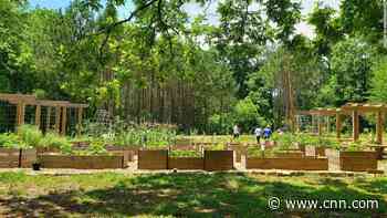 Atlanta creates the nation's largest free food forest with hopes of addressing food insecurity - CNN
