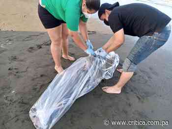 Estudiarán a un delfín varado en playa Los Guayaberos en Los Santos - Crítica Panamá