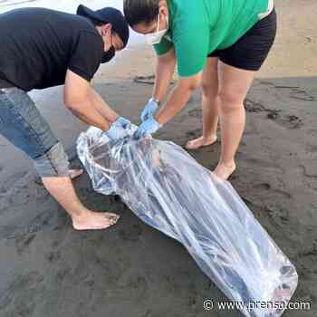 Encuentran cadáver de delfín en la playa Los Guayaberos en Los Santos - La Prensa Panamá