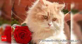Cat food with ocean fish extracts: Tempting options for your pet cat - Times of India