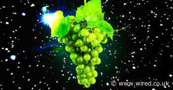 Scientists are growing grapes in space to save Earth’s wine supply