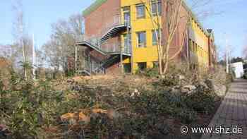 Grünflächenpflege: Tornesch: Darum wurden rund ums Rathaus 15 Bäume gefällt | shz.de - shz.de