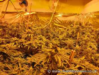 Large cannabis farm in a house raided by police in Bolton