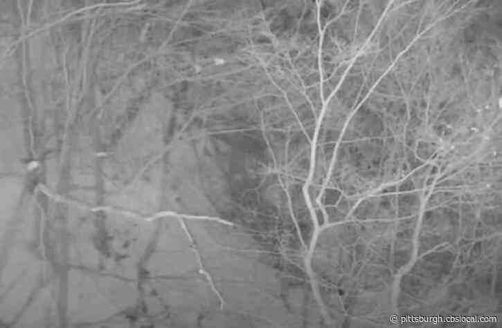 WATCH: Hays Bald Eagle Knocked From Roost By Great Horned Owl