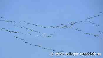 Kraniche fliegen über Solingen zu ihren Brutstätten