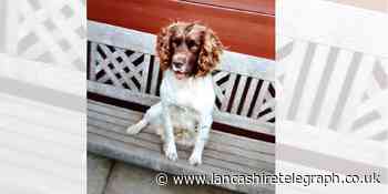 Hunt for stolen springer spaniel, Keedy, who could be in Lancashire