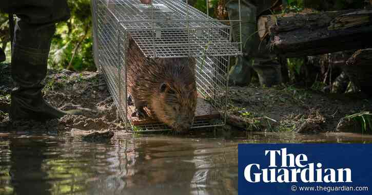 Beaver believers: Native Americans promote resurgence of 'nature's engineers'