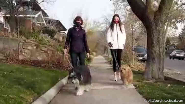 Pet Healthcare On The Rise As Many Spend More Time At Home Amid Coronavirus Pandemic