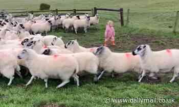 Toddler single-handedly shepherds a flock of sheep into their pen