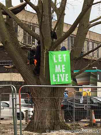 Protesters ‘occupy’ York Gardens tree to prevent felling
