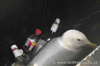 'Cheeky' seagull is rescued from bin | Dudley News - Dudley News