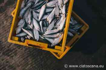 Aumento giorni fermo pesca, anche la Toscana si unisce al coro di proteste - Cia Toscana