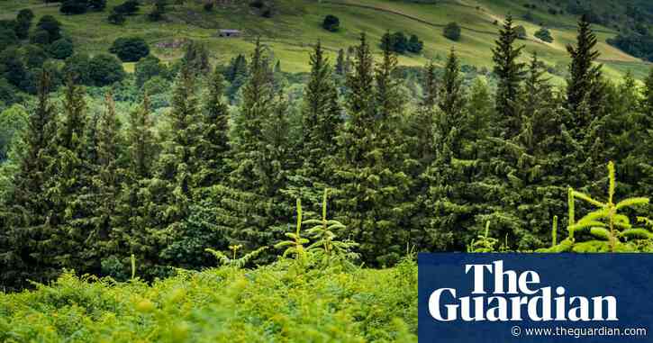 Row over UK tree-planting drive: 'We want the right trees in the right place'