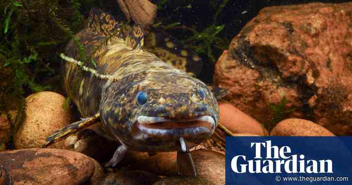 Global freshwater fish populations at risk of extinction, study finds