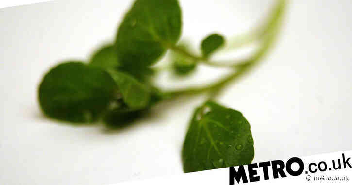 How to grow watercress at home