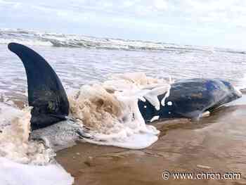 'Uncommon' species washes up shore at Padre Island National Seashore after winter storm