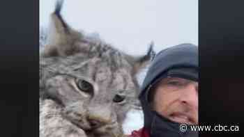 B.C. farmer grabs lynx by scruff of neck, scolds it for killing chickens
