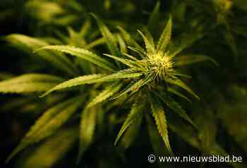 Trio vrij mild gestraft voor cannabisplantage met 138 planten