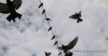 Pigeons: Nuisance Animals, or Expert Accomplices in Diamond Smuggling?