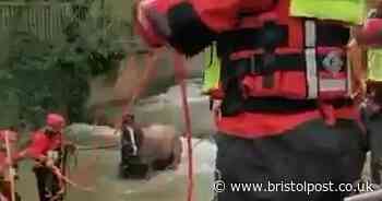 Video shows blind horse being rescued from river near Bristol