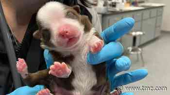 Puppy Born with 6 Legs in Oklahoma Doing Surprisingly Well