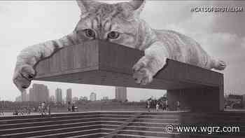 UB architecture students launch viral Instagram page celebrating cats & brutalism - WGRZ.com