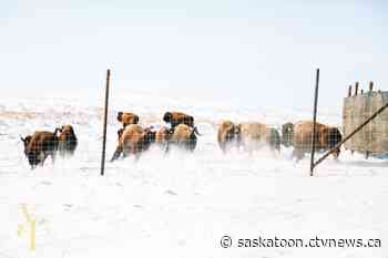 33 bison reintroduced to Onion Lake Cree Nation