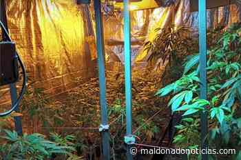 En tres predios en cercanías de Aiguá incautaron 746 plantas de cannabis de distintas especies - maldonadonoticias.com