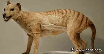 Sorry, the extinct Tasmanian tiger has not been spotted in the wilds of Australia     - CNET