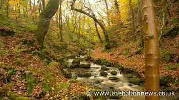 BOLTON: Popular woodland to be closed for months as diseased trees are felled - The Bolton News