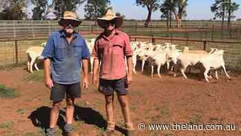 Aussie White ewes sell to $601