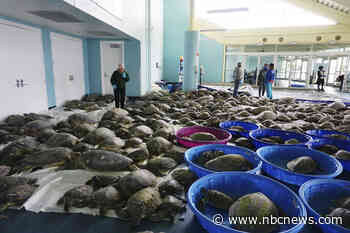 Thousands of turtles, rescued during last week's winter storm, return to sea