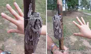 Giant wood moth found in Camp Mountain Brisbane