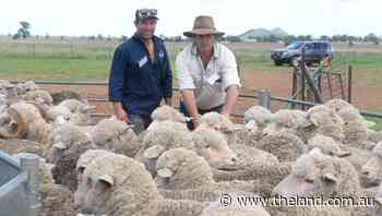 Hat-trick for Nixon family Trundle ewes