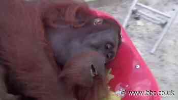 Rescued orangutans returned to the wild
