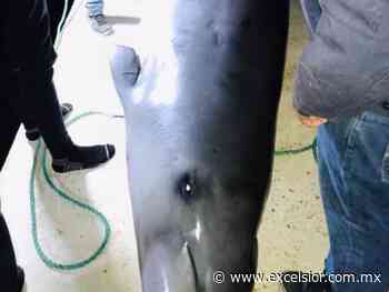Rara ballena muere en playas de San Felipe, Baja California - Excélsior
