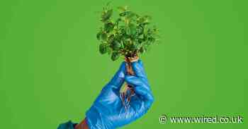 Vertical farms nailed tiny salads. Now they need to feed the world