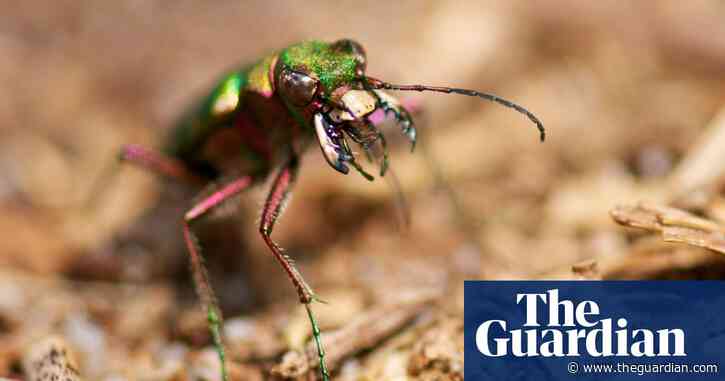 Specieswatch: the green tiger beetle, a ferocious heathland predator
